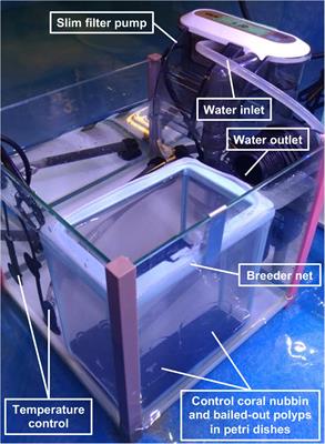 Morphological and Genetic Recovery of Coral Polyps After Bail-Out